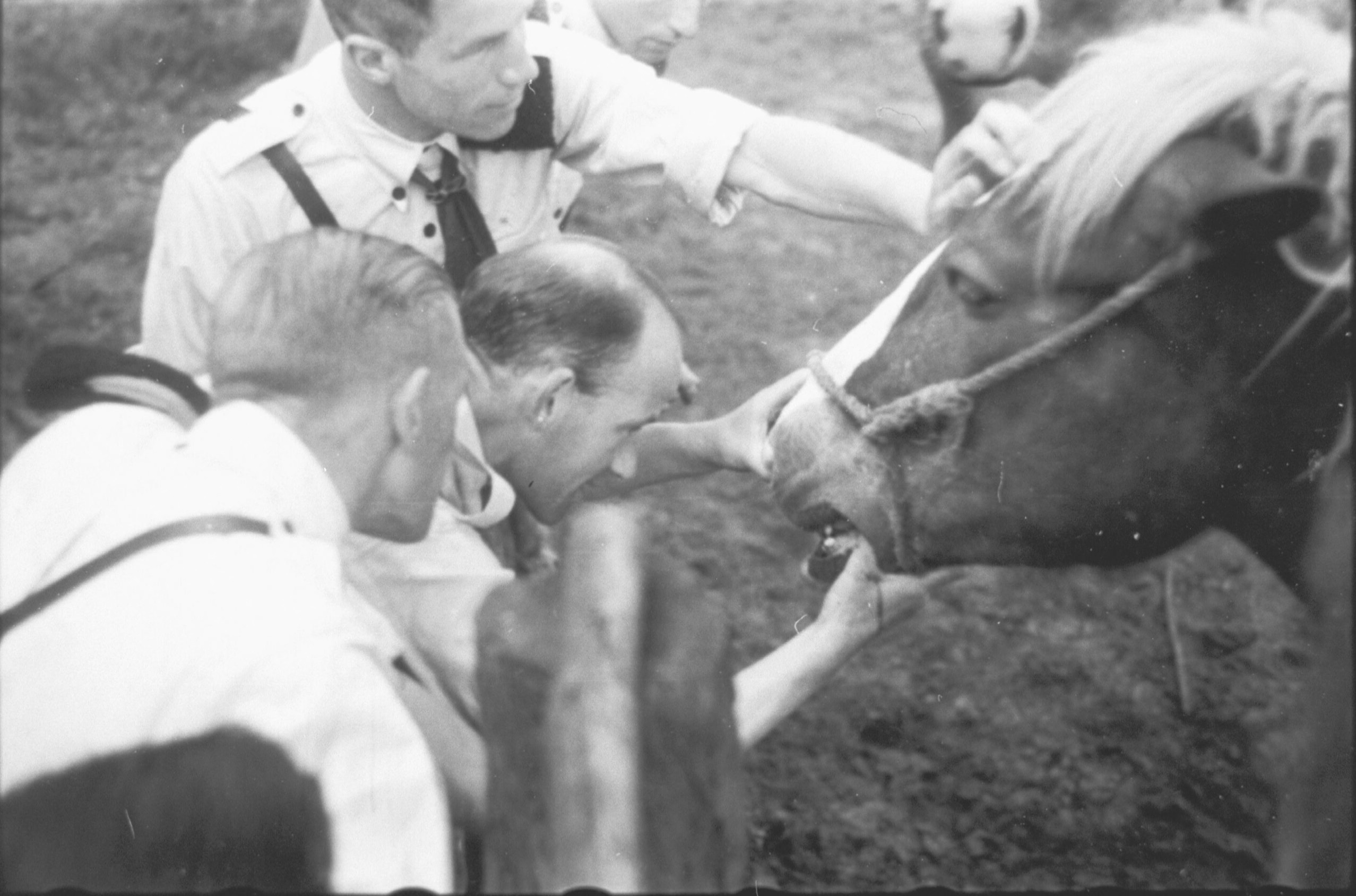 Jeugdstorm-leden bekijken een paard.